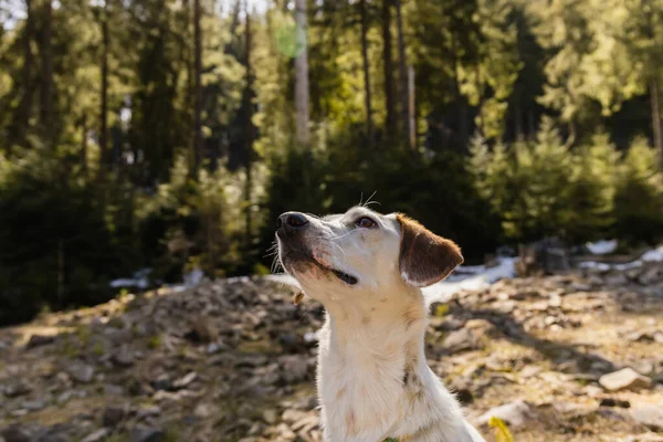 Pes Dívá Mýtinu Rozmazaném Lese — Stock fotografie