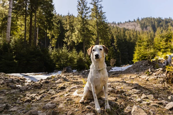 Dog sitting on glade with stones near mountain forest at background 