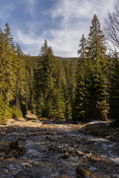 Pine forest with sunlight near mountain river and blue sky at background 