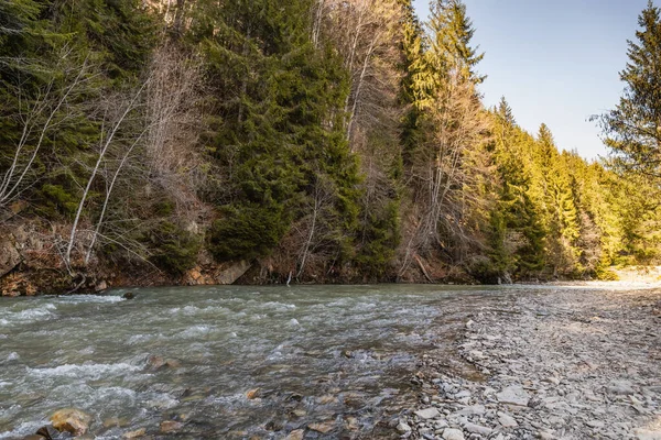 Gün ışığında Dağ Nehri ve Ladin Ormanı 