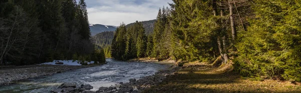 River and spruce forest with mountains at background, banner 