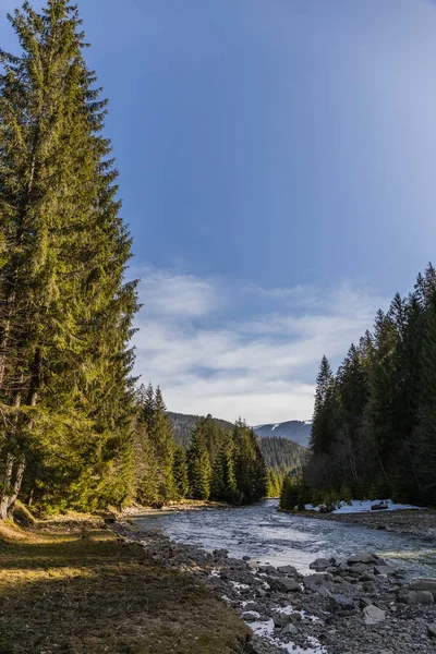 Landscape with tall spruce trees and mountain river 