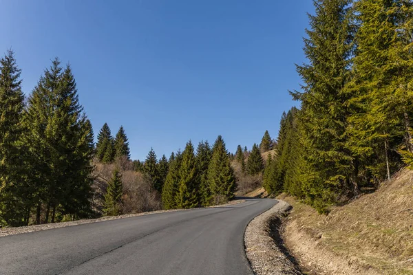 Empty road and coniferous forest with blue sky at background 