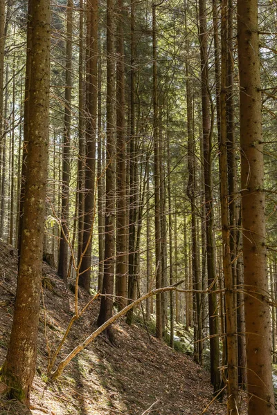 Tall Fir Trees Mountain Hill Sunlight — стоковое фото