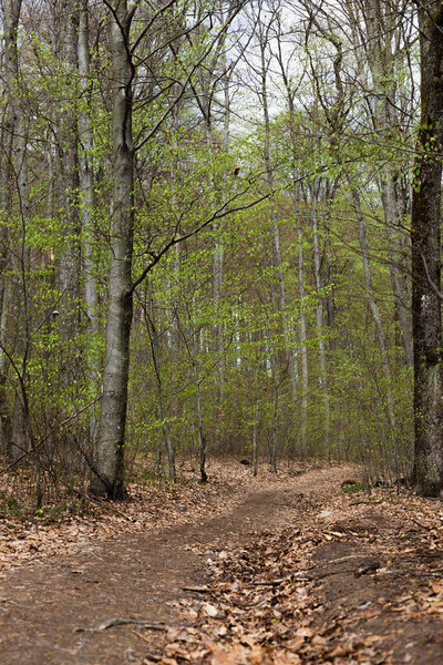 Pathway with dry leaves in forest in spring 