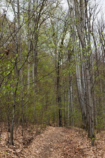 Dirty road with dry leaves in spring forest 