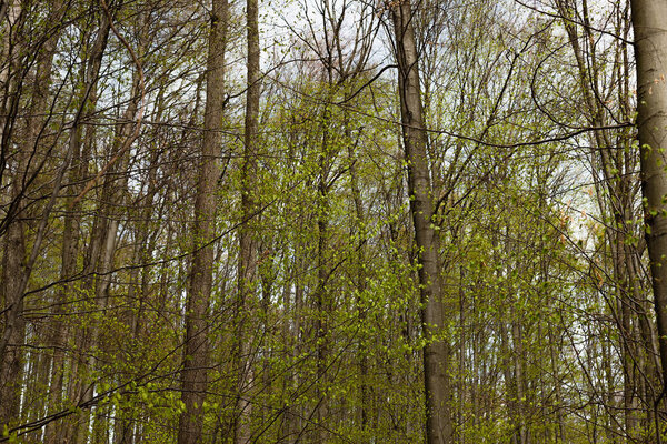 Tall trees in spring forest 