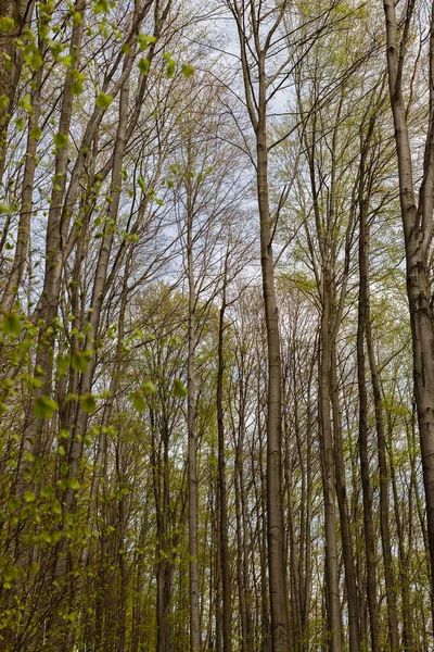 Tall trees with green leaves in spring 