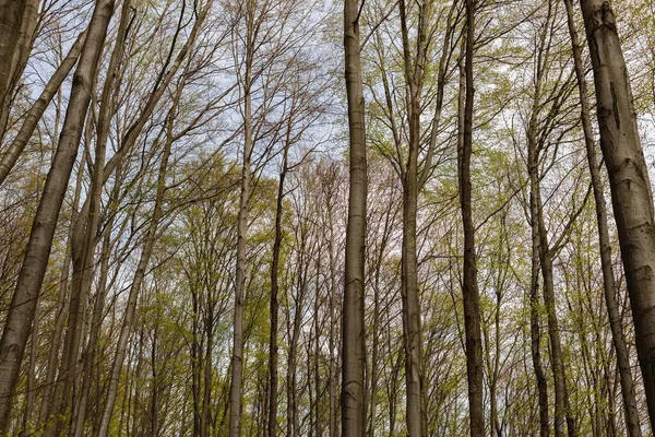 Low Angle View Trees Sky Spring — Stock Photo, Image