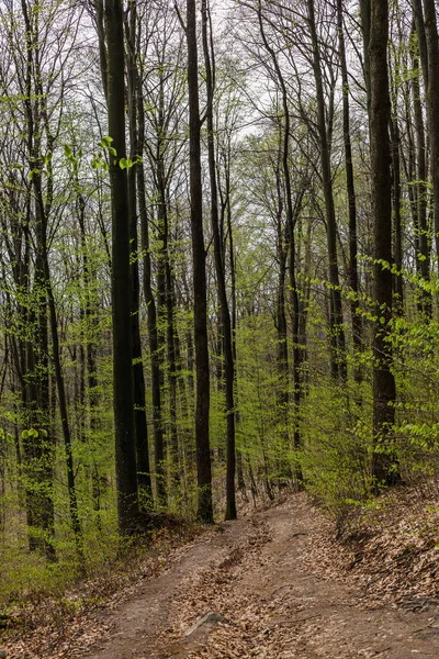 Dirty road with dry leaves in spring forest 