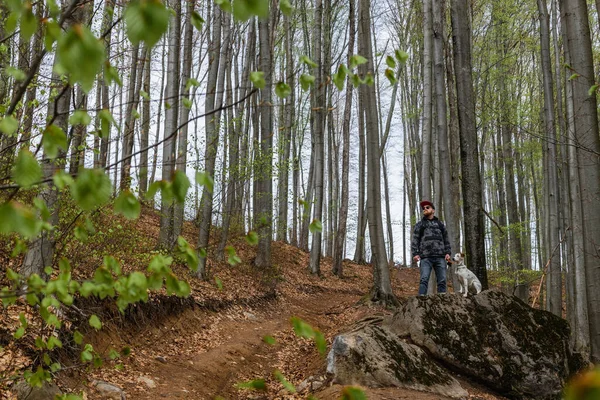 Hiker Dog Looking Away Mountain Forest —  Fotos de Stock
