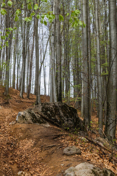 Stones on path in mountain forest in spring 