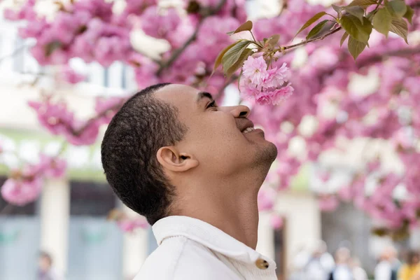 Boční Pohled Radostný Africký Američan Usmívá Poblíž Kvetoucí Třešeň — Stock fotografie