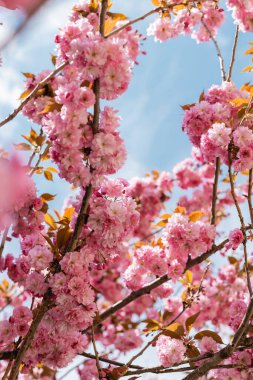 Düşük açılı çiçek ve mavi gökyüzüne karşı pembe kiraz ağacı manzarası