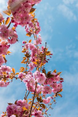 Japon kiraz ağacının mavi gökyüzüne karşı açtığı son manzara.