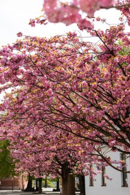 Parkta çiçek açan ve pembe Japon kiraz ağaçları