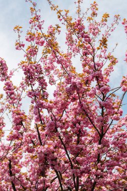 blooming pink flowers on branches of cherry tree against sky in park clipart