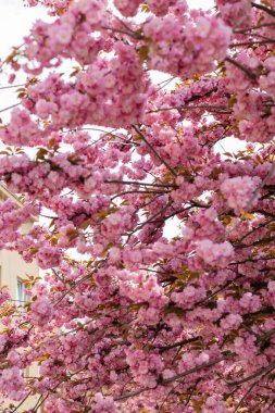 Japon kiraz ağacının dallarındaki pembe çiçekler. 