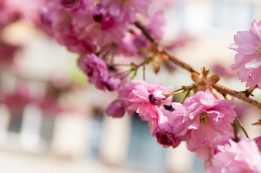 macro photo of blooming pink flowers on branch of cherry tree clipart