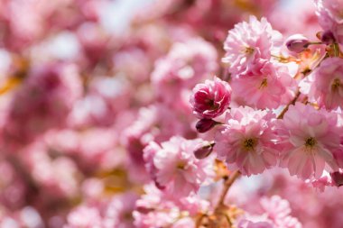 Çiçek açan kiraz ağacının dalında pembe çiçeklerin makro fotoğrafı