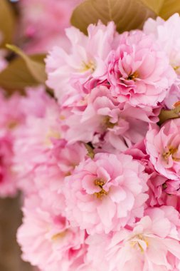 Çiçek açan kiraz ağacının pembe çiçeklerinin makro fotoğrafı