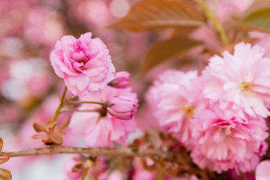 Parktaki aromatik kiraz ağacının çiçek açan pembe çiçeklerinin makro fotoğrafı.