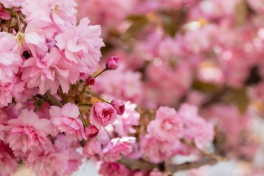 Japon kiraz ağacının dallarındaki pembe çiçeklerin yakın görüntüsü