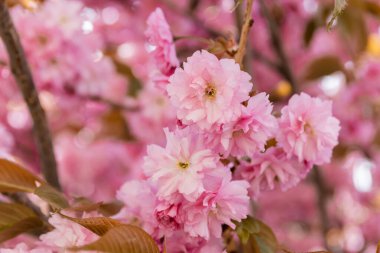 close up view of blooming flowers on branches of sakura cherry tree clipart
