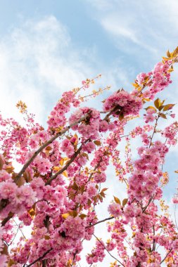 Sakura ağacının dallarında pembe çiçeklerin düşük açılı görüntüsü