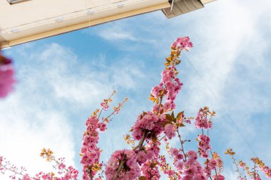 Sakura ağacının dallarındaki pembe çiçeklerin alttaki görüntüsü