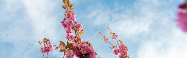 Sakura ağacının dallarında pembe çiçeklerin alttaki görüntüsü, afiş