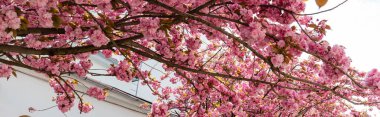 Sakura ağacının dallarında açan pembe çiçekler, bayrak.