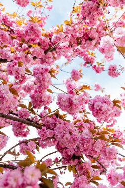 low angle view of branches with blossoming pink flowers on cherry tree clipart