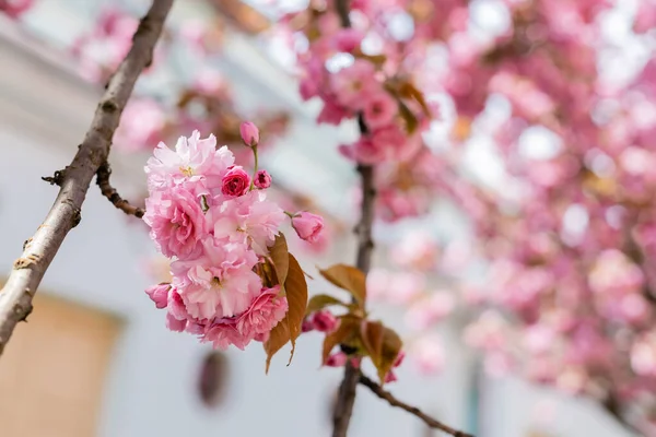 桜の枝に咲く花の終わり — ストック写真