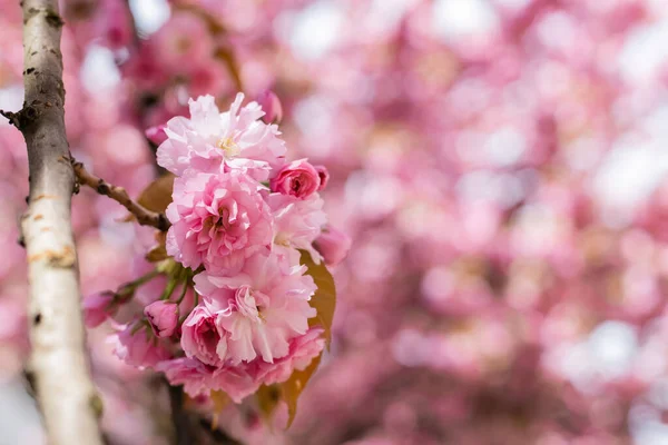 桜の枝にピンクの花を咲かせ — ストック写真