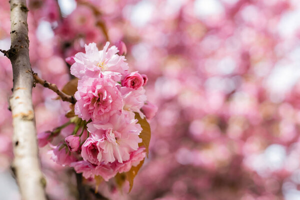 close up of blooming pink flowers on the branch of cherry tree 