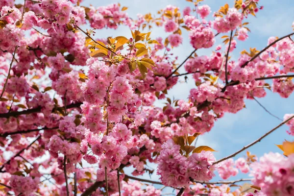 Flores Rosadas Ramitas Cerezo Contra Cielo — Foto de Stock