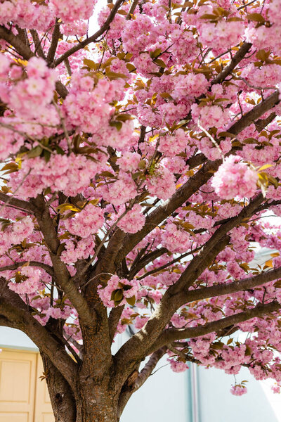 pink flowers on branches of blossoming cherry tree in park