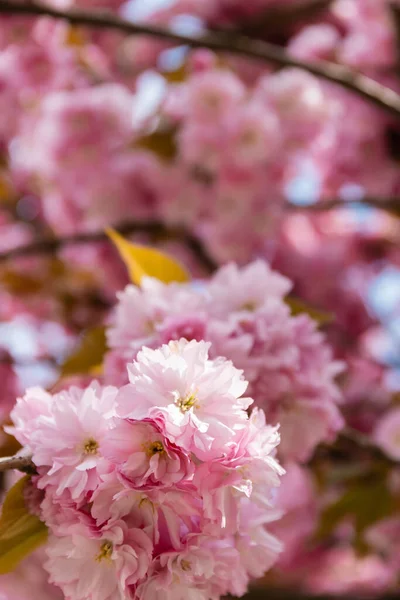 桜のピンクの花のマクロ写真 — ストック写真