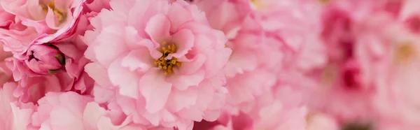 close up view of blossoming pink flowers of cherry tree, banner