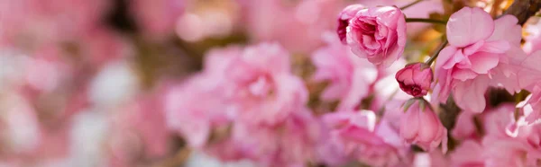 close up view of pink flowers of aromatic cherry tree in park, banner