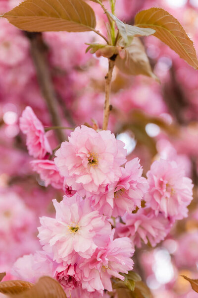 close up view of pink flowers on the branches of sakura cherry tree