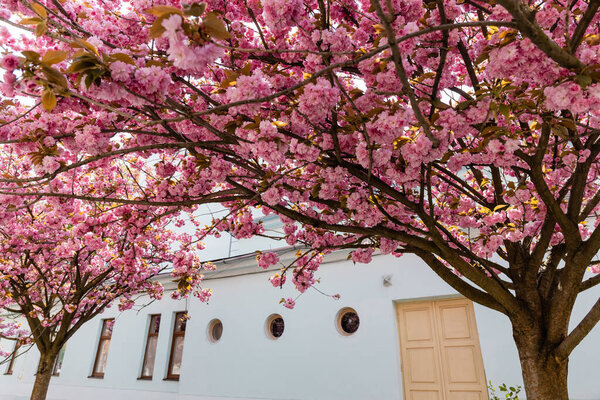 branches of blossoming pink flowers on cherry tree near building on street