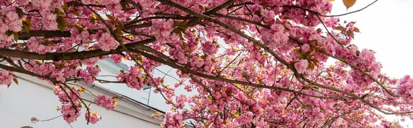 桜や旗の枝にピンクの花を咲かせ — ストック写真