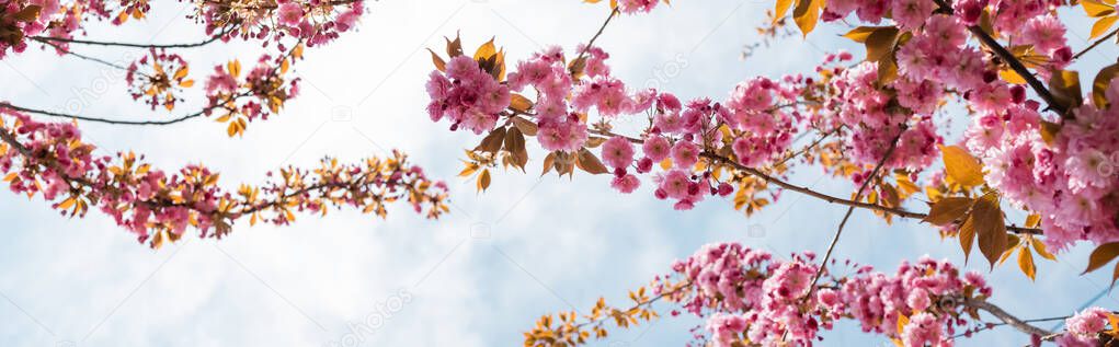 bottom view of blooming pink flowers on branches of cherry tree against sky, banner
