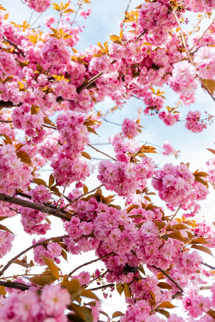 low angle view of branches with blossoming pink flowers on cherry tree