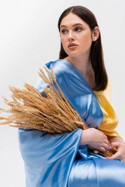 brunette young ukrainian woman covered with blue and yellow flag holding wheat spikelets isolated on grey clipart