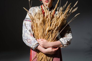 cropped view of ukrainan woman in traditional shirt with ornament holding wheat spikelets on dark grey clipart