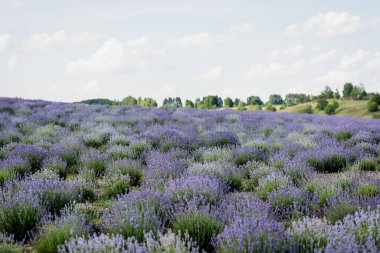 meadow with flowering lavender under cloudy sky
