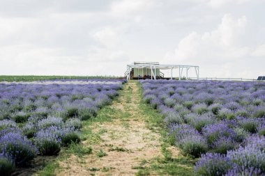 field with blooming purple lavender in plant nursery